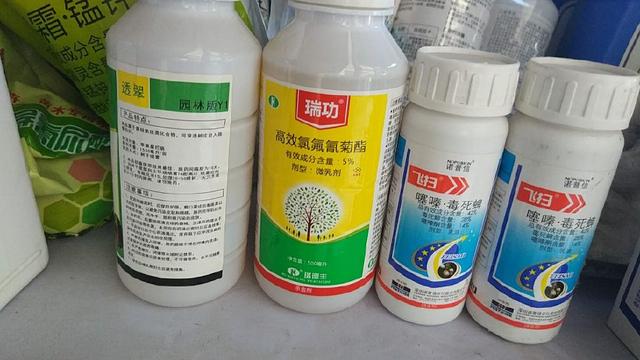 十月份園林植物病蟲害防治技術與秋冬季防寒保溫要點